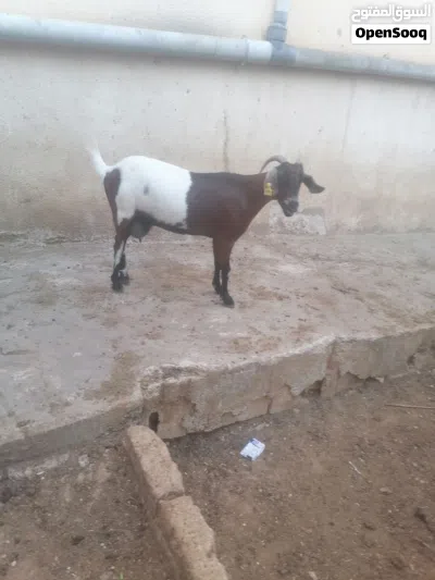 عنز البينو الأصلي 3