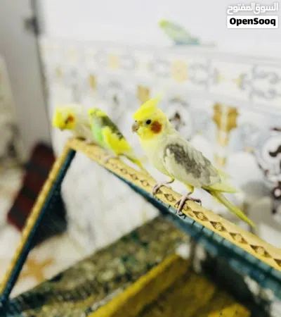 كوكتيلات مال بيت شوف لوصف 2