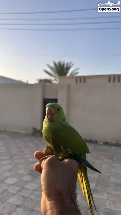 بغبغاء دره اليف جدا 3