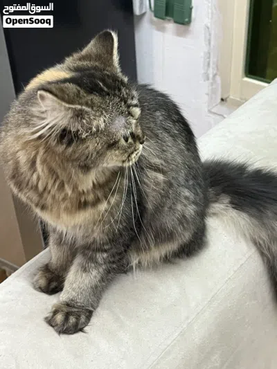 قطة فارسية صغيرة للبيع فقط (واتساب فقط) Persian Kitten for Sale Only (WhatsApp Only) 4