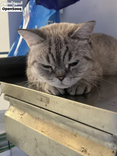 قط ذكر للتبني - Male cat for adoption 4