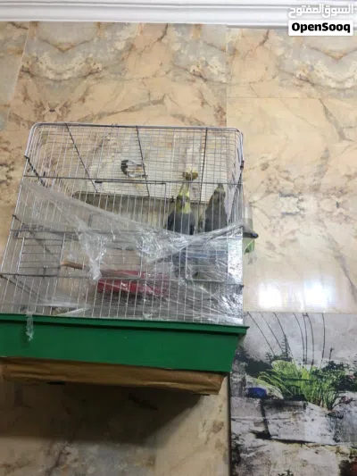 جوز كوكتيل للبيع مع جوز حب 4