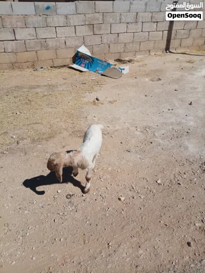 جدايه وصخال بصلاه على النبي 4