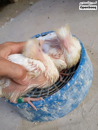 افراخ حمام زاجل ابيض متعودات على الزق 2