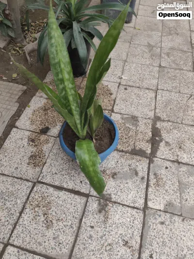 زرع خارجي ممتاز 3