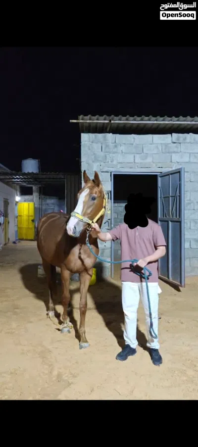 فلوة إنجليزية انتاج محلي عمرها 27شهر 2
