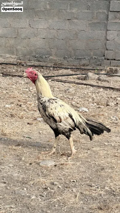 طير باكستاني للبيع 2