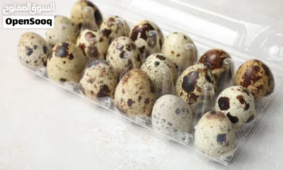 بيع بيض السمان المحلي إيذا ما واثق تعال وختار بنفسك 3