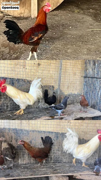 يوجد بط ودجاج اقبل البدل 4