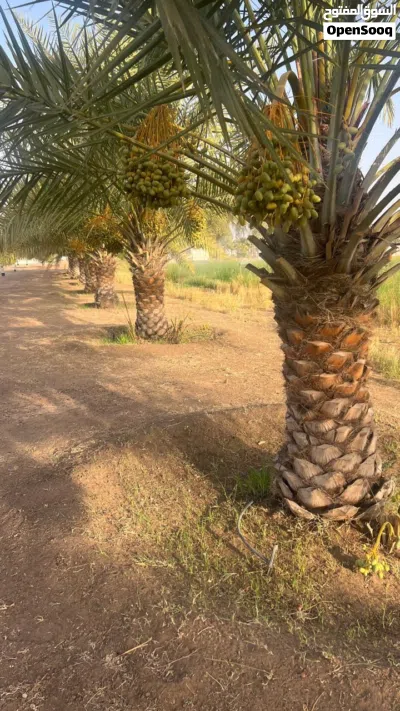 نخيل وفسائل خلاص للبيع 4