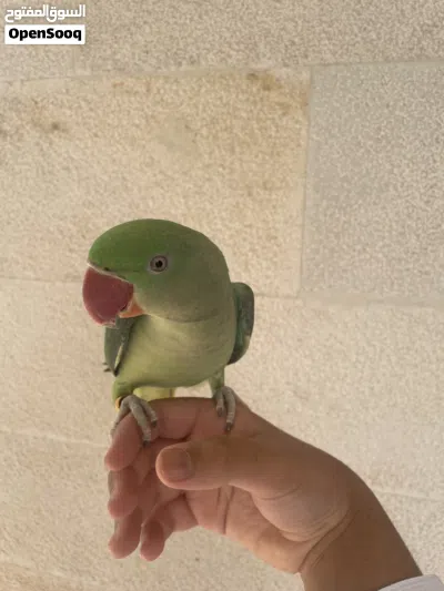 أنثى بغبغاء الدره النيبالي 2