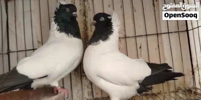 جوز ارباش معهم فرخ وتحتهم بيض 2