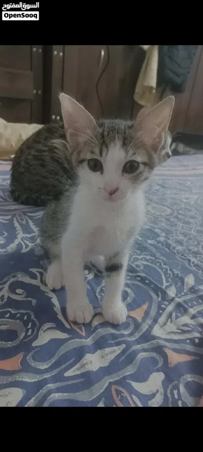 urgent free adoption for kittens 2