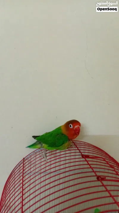عصفور للبيع 10 3