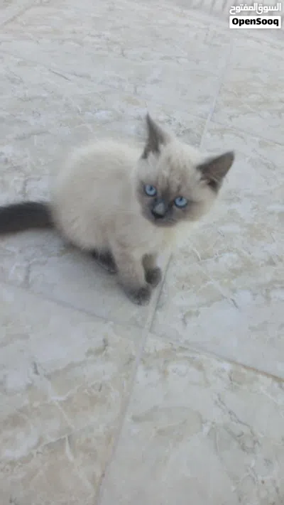 قطة هملايا للبيع بصحة جيدة 2