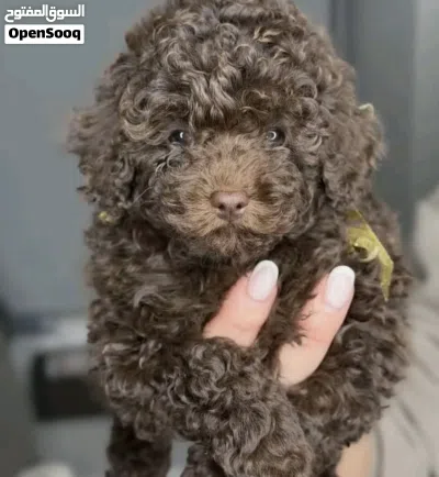 (Toy poodle) tabby 2