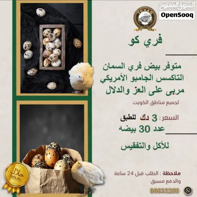للبيع فري وزاجل زغاليل وبيض تاكسس 2
