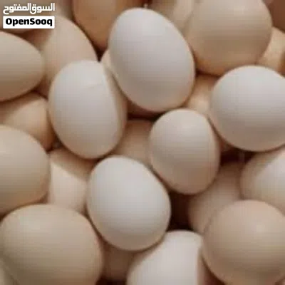 يوجد بيض بلدي 2