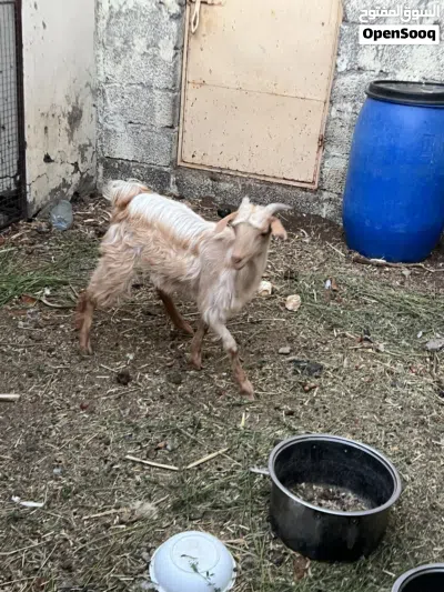 تيس عماني للبيع 2