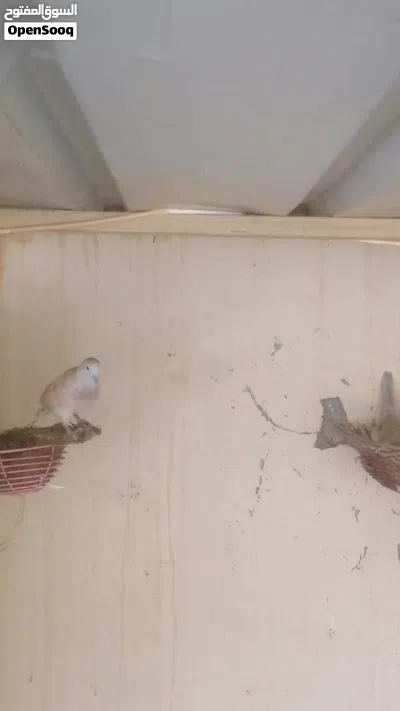 زوج صفارد باكستاني وزوج زيبرى دوف 3