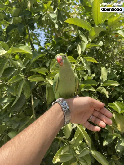 ببغاء دره اليفه 3