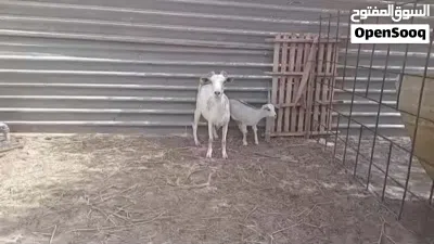 عنز كردية للبيع 3