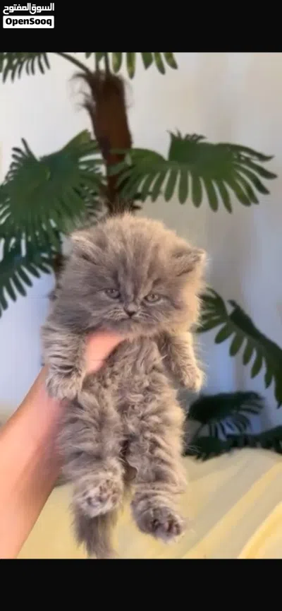 قطط للبيع والشرا 3