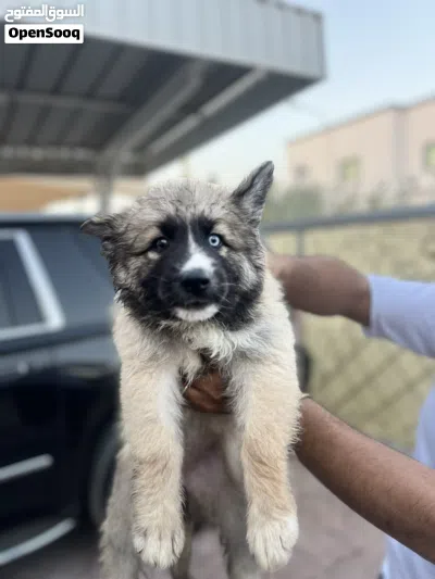 German shepherd mix husky 2