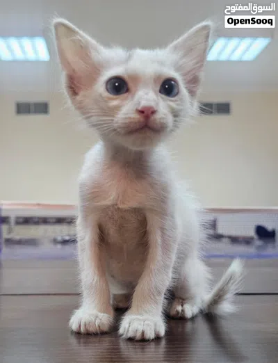 Cats for adoption 3