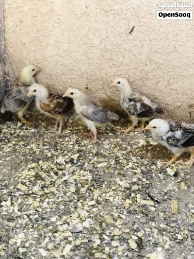 افراخ دجاج كويتي 3