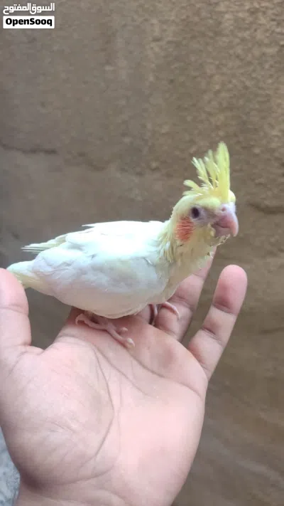 كوكتيل شكري اعيون حمر نقي بده ايلكط الوصف 3