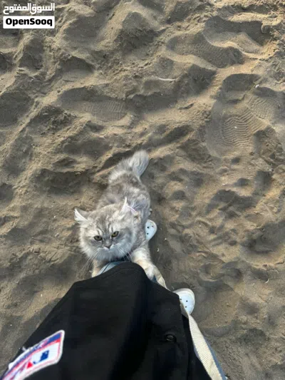 قطة شيرازية مون فيس 3