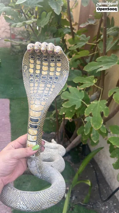 تحف قديمة عمرها اكثر من 50 سنه 3
