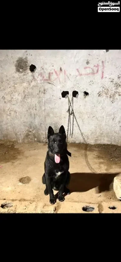 اقرأ الوصف 4