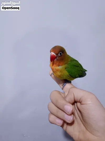 غندورة فشر اليف 2