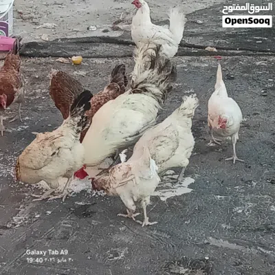 دجاج عربي للبيع 2