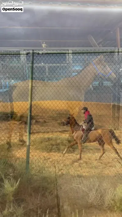 خصي انتاج اعمار 2