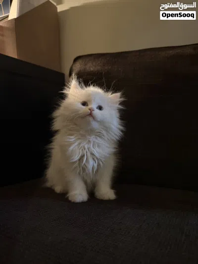 Shiriazy Kittens 2