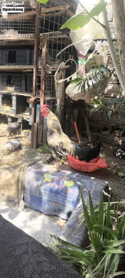 ديك عربي صحه تمام ومشروطه ضخامه فول ويلقح العمر سنه 3
