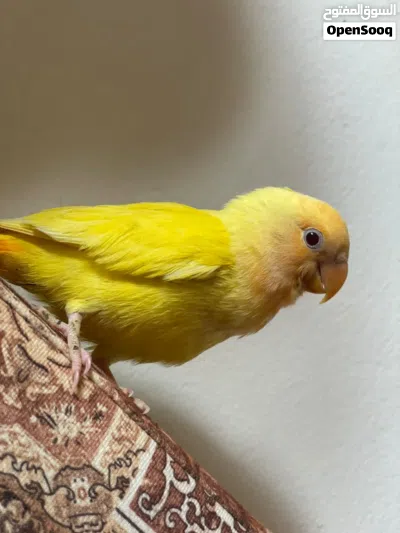 عصفور روز اوبلاين 3