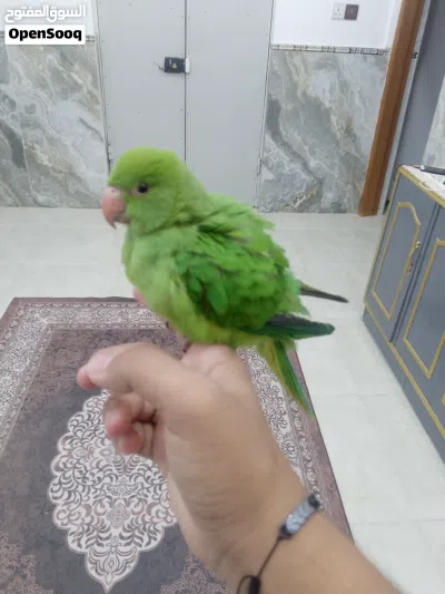 ببغاء دره هندي 2