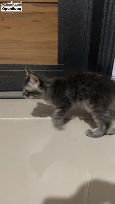 سنور شيرازي بيعه مستعجله 2