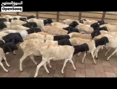 وزن 12. 11 تواصل معانا 41 ريال بيع بلجمله 2