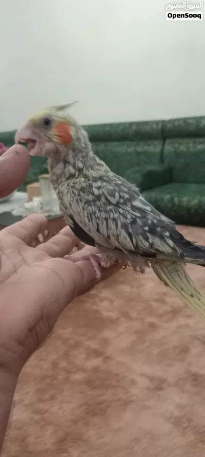 فرخ كوكتيل مروض صحة ونضافة الله ايبارك 4