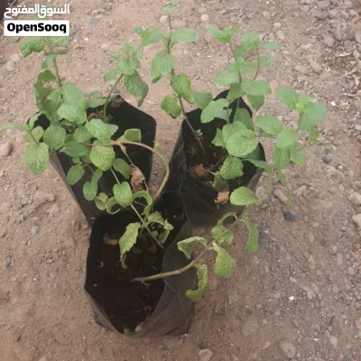 undefined 3