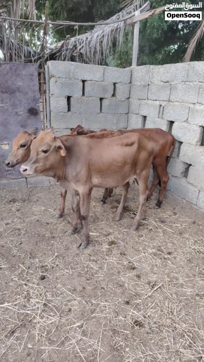 عجل وعجلتين عمانيات 3
