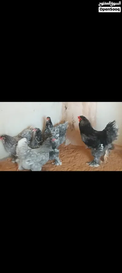 دجاج براهما دحي 4