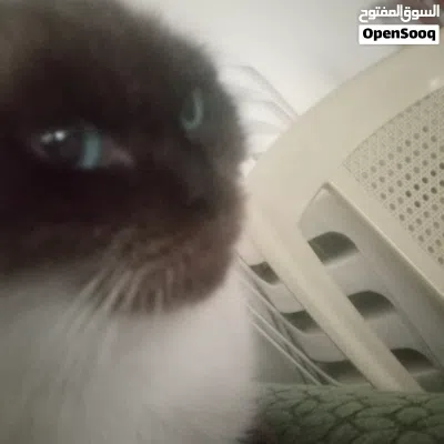 A friendly female cat 1.5 years old with cat food and sand 2