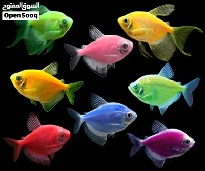 سكيرت تترا 2