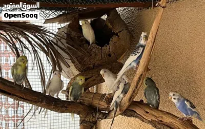طيور محلية، صحية ونشطة ومألوفة على البيئة المحلية. 2